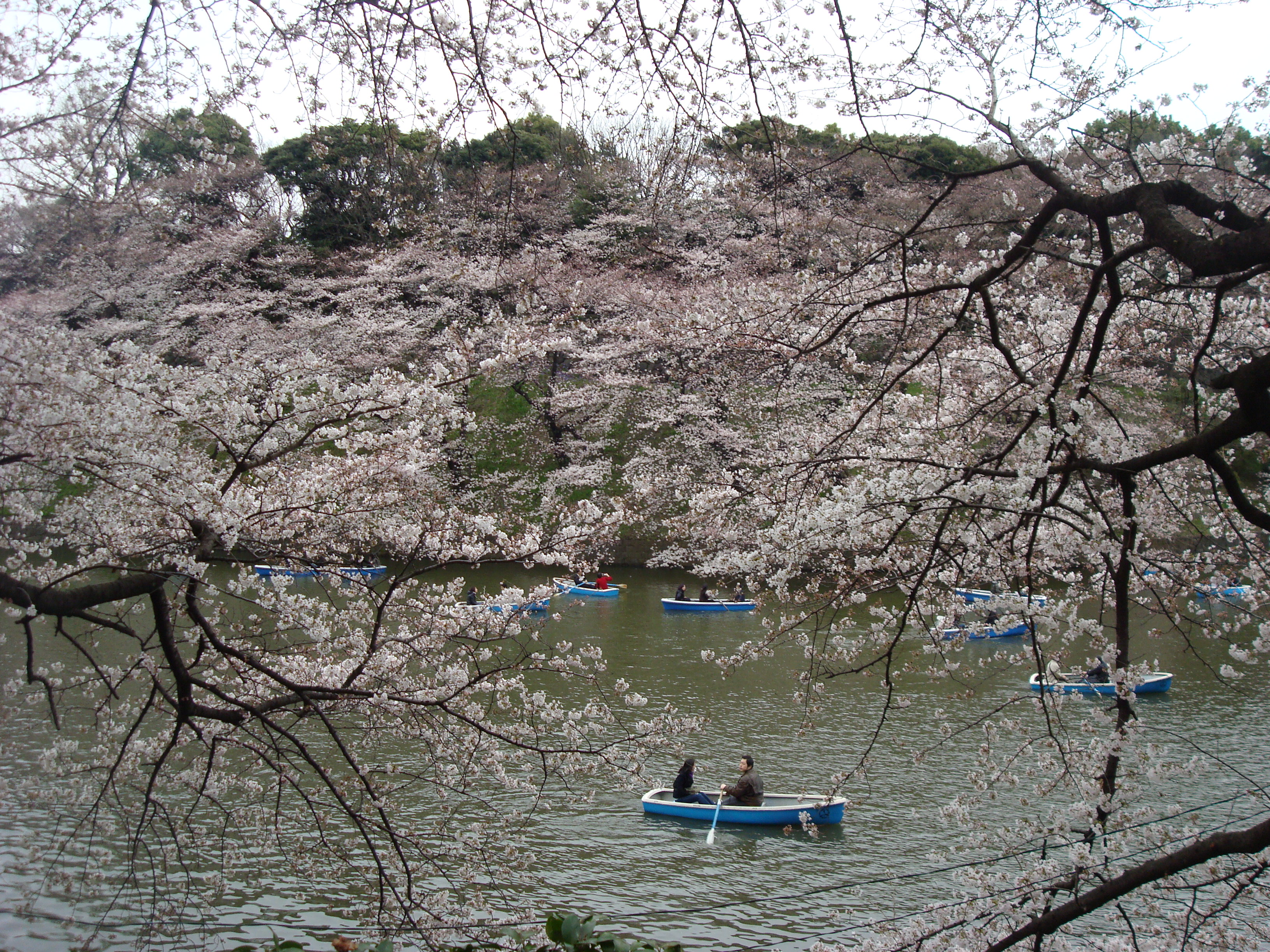 Boating during cherry blossom season in japan